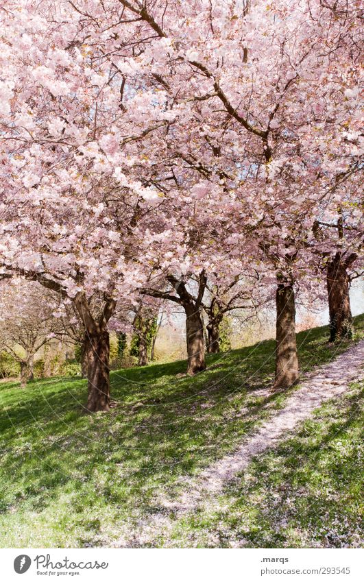 Coming Soon Natur Landschaft Pflanze Frühling Schönes Wetter Gras Blüte Kirschblüten Kirschbaum Park Hügel Wege & Pfade frisch hell natürlich schön rosa Frieden