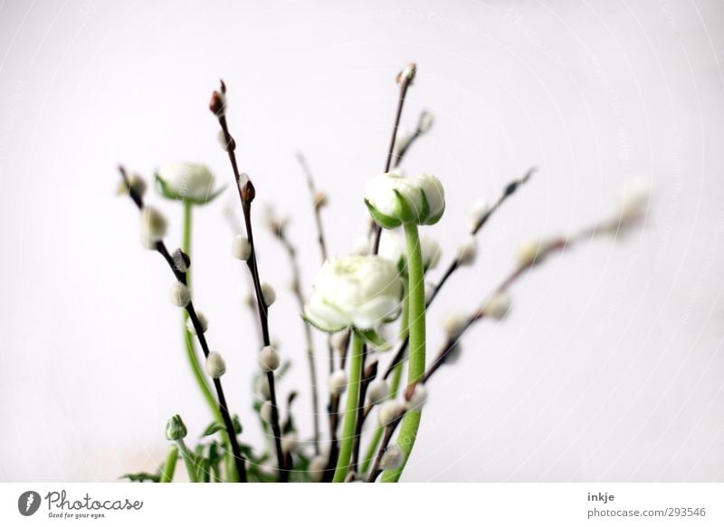 Frühling: Tendenz zuversichtlich! Natur Blume Blüte Weidenkätzchen Blumenstrauß Ranunkel Blühend dünn schön klein lang weich braun grün weiß Wachstum