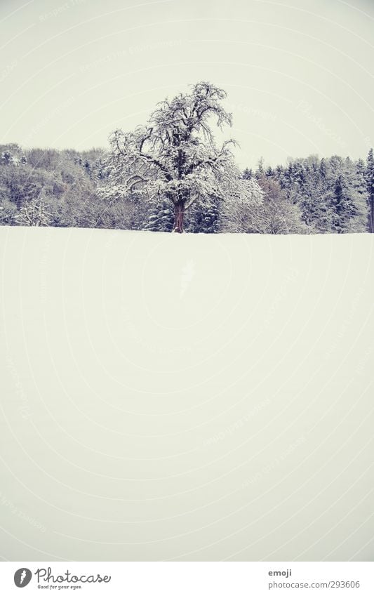 sucré Umwelt Natur Landschaft Winter Schnee Baum Feld kalt weiß Farbfoto Gedeckte Farben Außenaufnahme Menschenleer Textfreiraum oben Textfreiraum unten