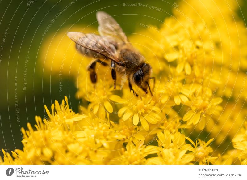 frischer Nektar Sommer Pflanze Blume Blüte Biene 1 Tier wählen beobachten berühren gelb Pollen fliegen Fröhlichkeit Außenaufnahme Nahaufnahme Detailaufnahme