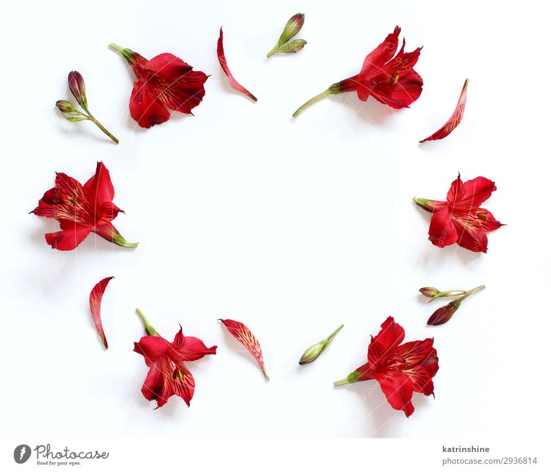 Alstromeria Blumen auf weißem Hintergrund Design Dekoration & Verzierung Valentinstag Muttertag Hochzeit Frau Erwachsene oben rot Kreativität romantisch