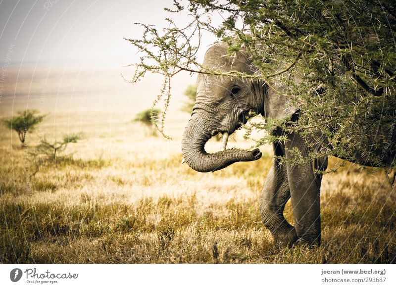 Versteckt! Elefant Neugier Afrika Tansania Serengeti Ngorongoro-Krater Safari verstecken Steppe Savanne beobachten Farbfoto Gedeckte Farben Außenaufnahme
