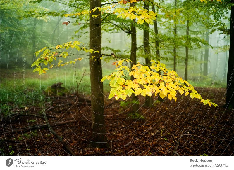 Goldenes Grün harmonisch Erholung ruhig Umwelt Natur Landschaft Pflanze Herbst Nebel Baum Gras Sträucher Moos Blatt Baumrinde Ast Wald Hügel Berge u. Gebirge