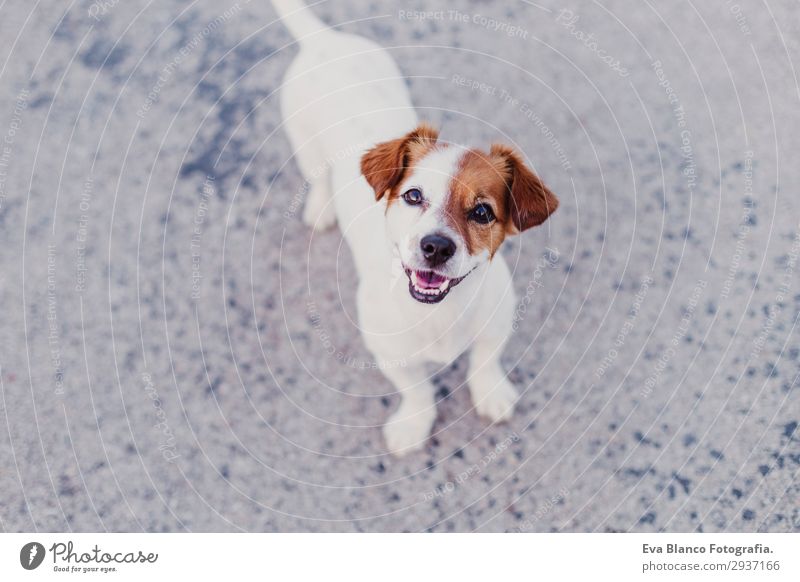 Porträt im Freien von einem süßen, glücklichen, kleinen Hund im Freien Lifestyle elegant Freude Glück schön Spielen Sommer Freundschaft Jugendliche Tier