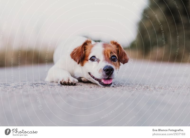 Porträt im Freien von einem süßen, glücklichen kleinen Hund Lifestyle elegant Freude Glück schön Spielen Sommer Freundschaft Erwachsene Tier Haustier 1