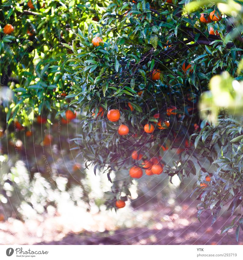 Citrus Garden II Umwelt Natur Pflanze Urelemente Sand Luft Sommer Klima Schönes Wetter Baum Blatt Grünpflanze Nutzpflanze Wiese ästhetisch Duft Wärme orange