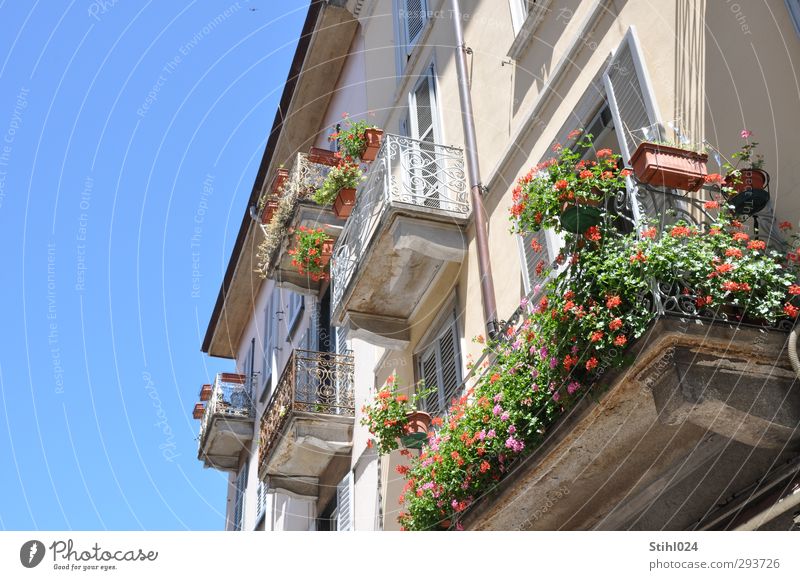 Bella Italia Stil harmonisch Sommer Wohnung Wolkenloser Himmel Stadt Como Italien Altstadt Haus Gebäude Fassade Balkon Balkonpflanze Blumenkasten Blühend