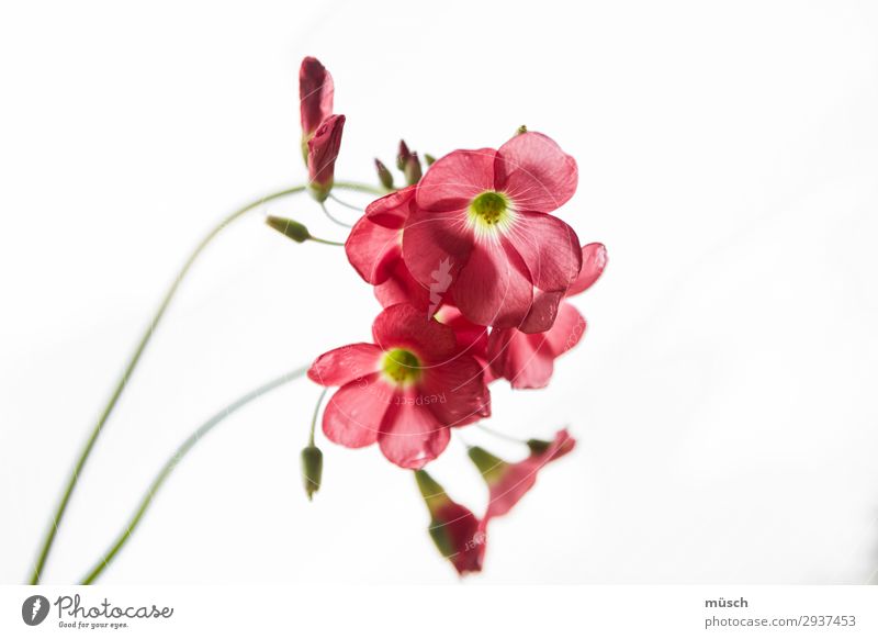 rosa Blümchen zart Romantik Zuwendung grün Vorsicht empfindlich Leichtigkeit Blume Blüte Natur Sommer Linien weiß weiblich durchscheinend Seele gebogen