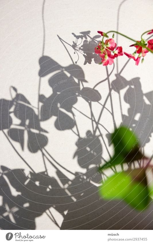 rosa Blümchen mit Schatten zart Romantik Zuwendung grün Vorsicht empfindlich Leichtigkeit Blume Blüte Natur Sommer Theater Linien weiblich Seele Licht Kreis