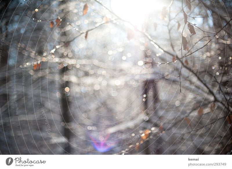 Licht Umwelt Natur Pflanze Wasser Wassertropfen Schönes Wetter Eis Frost Baum Sträucher Blatt Ast Zweig Wald hängen hell glänzend Blendenfleck flirren