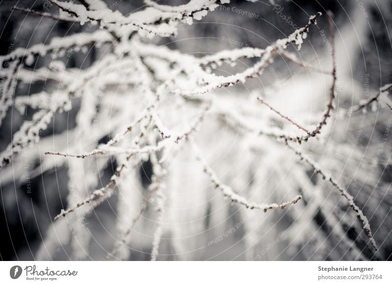 Schnee, der auf... Zweige fällt Umwelt Natur Landschaft Pflanze Winter Wetter Eis Frost Sträucher frieren ruhig Ast Menschenleer Starke Tiefenschärfe