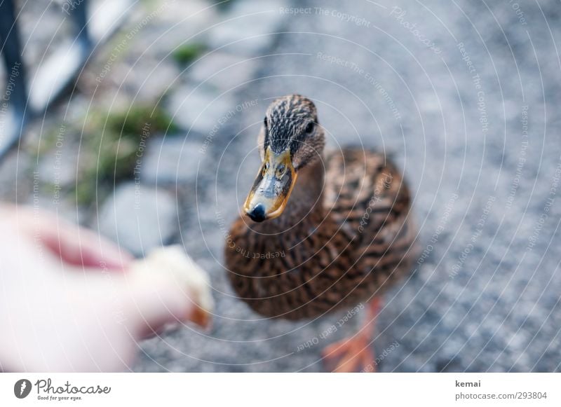 Lockvogel Hand Finger Tier Wildtier Vogel Tiergesicht Ente Schnabel Weiblich 1 füttern schön Neugier niedlich ködern Boden unten vorwitzig Mut Farbfoto