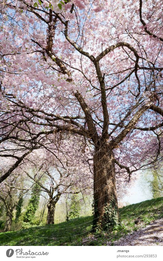 Park Natur Landschaft Frühling Schönes Wetter Pflanze Baum Kirschblüten Kirschbaum Wiese ästhetisch frisch hell schön Stimmung Frühlingsgefühle Vorfreude Leben