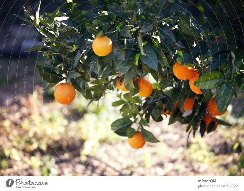 bitter aftertaste. Kunst ästhetisch Zufriedenheit Orange Wachstum reif Frucht Orangensaft Orangenschale Orangenhain Orangenbaum Plantage Farbfoto
