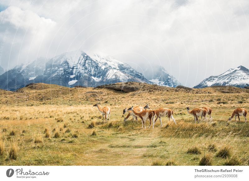 Guanaco Herde Tier Tiergruppe braun grau schwarz weiß Alpaka Lama guanaco guanako Lebewesen Außenaufnahme wild Steppe Berge u. Gebirge wandern Patagonien Chile