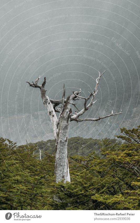Schneesturm Umwelt Natur Landschaft ästhetisch Baum Tod Wolken Wald grün Wachstum Silhouette Patagonien Torres del Paine NP Farbfoto Außenaufnahme Menschenleer