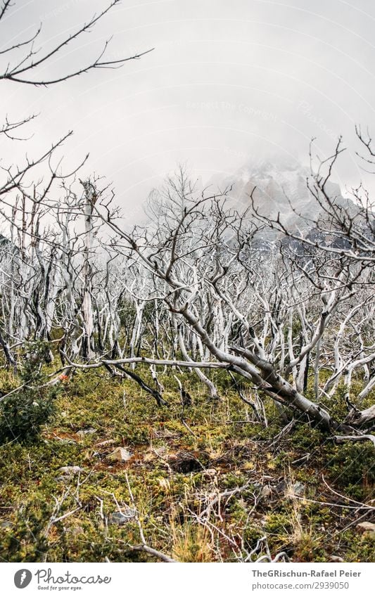 Geisterwald Umwelt Natur Landschaft grün schwarz weiß Moringa Baum Wald Holz verbrannt Gras Wolken Bergen Torres del Paine NP Nationalpark Farbfoto