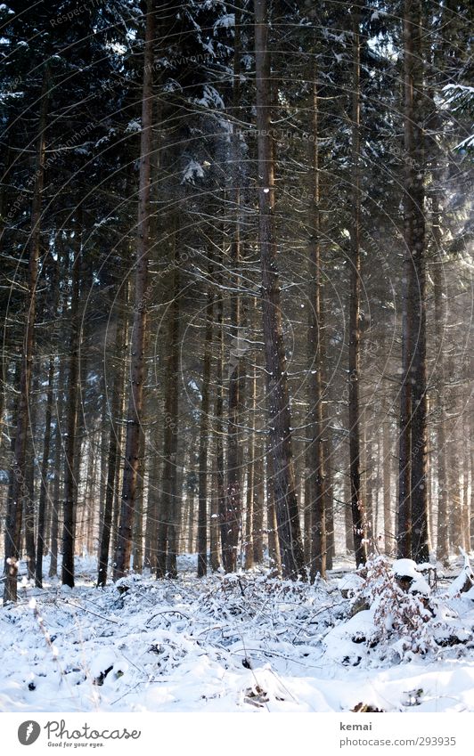 Im Wald, da ist der Schnee Umwelt Natur Landschaft Sonne Sonnenlicht Winter Schönes Wetter Eis Frost Pflanze Baum Nadelwald Ast Zweig groß viele gerade Linie