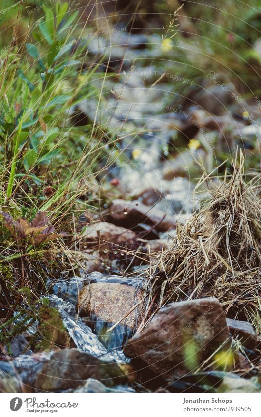 fließendes Wasser am Bergbach Umwelt Natur Wald Hügel Berge u. Gebirge ästhetisch Bach Stein Rinnsal Regenwasser Schottland Außenaufnahme Pflanze nass