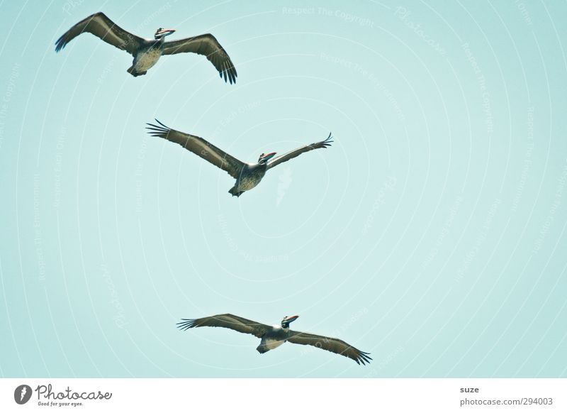 Überflieger exotisch Sommer Umwelt Natur Tier Urelemente Luft Himmel Wolkenloser Himmel Klima Schönes Wetter Wildtier Vogel 3 fliegen blau Pelikan hell-blau