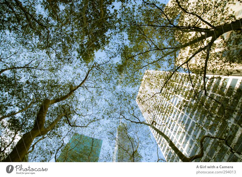 but above all Natur Himmel Wolkenloser Himmel Herbst Schönes Wetter Baum New York City Stadt Stadtzentrum Skyline Hochhaus Bauwerk Architektur Mauer Wand hoch