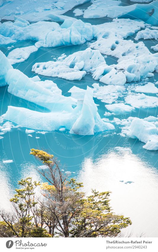 Eisschollen Natur blau türkis weiß See Baum Schnee Perito Moreno Gletscher Reisefotografie Ferien & Urlaub & Reisen entdecken Argentinien Farbfoto Außenaufnahme