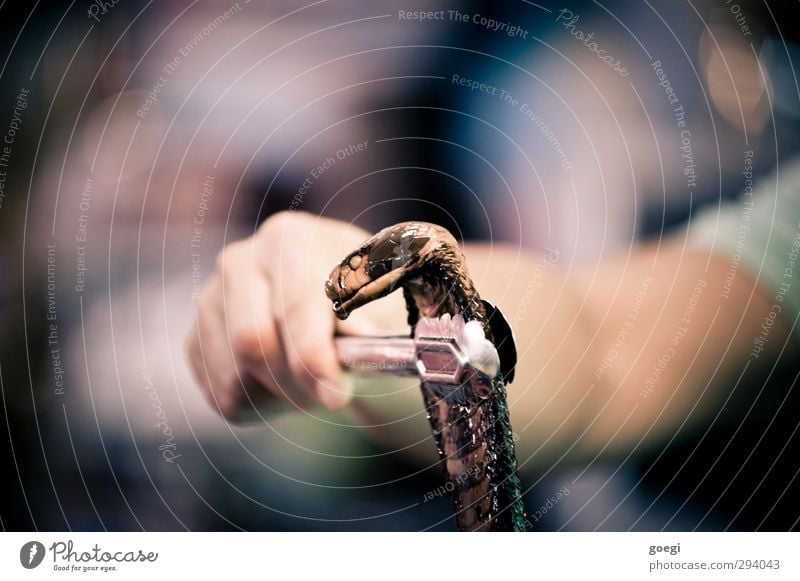 Aberglauben Tier Schlange 1 Tod aphrodisierend Potenz Zange Kobra Hand Griff haltend Volksglaube Farbfoto Schwache Tiefenschärfe