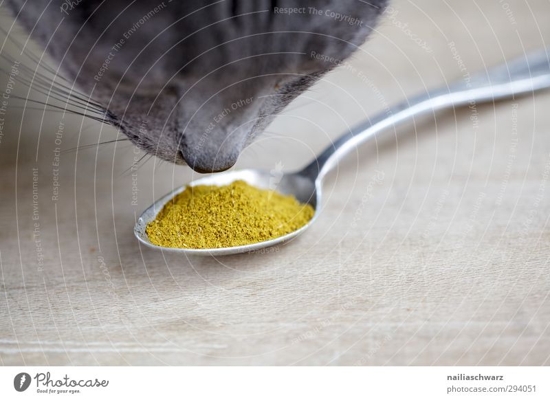 lecker! Lebensmittel Kräuter & Gewürze Curry Besteck Löffel Tier Haustier Katze russisch blau 1 Duft genießen Blick natürlich Neugier niedlich positiv schön