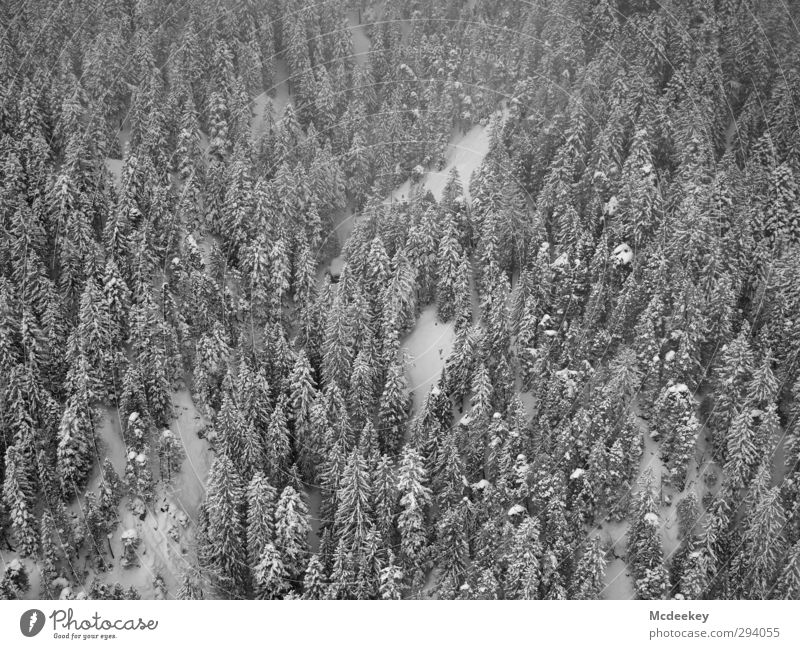 Über den Bäumen, ai ai ai ja :) Natur Landschaft Pflanze Winter schlechtes Wetter Nebel Schnee Schneefall Baum Wald dunkel kalt grau schwarz weiß Fleck