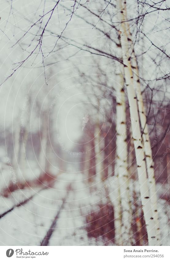 schneeweiß. Umwelt Natur Winter Baum kalt Birke Birkenwald Gleise Schneefall Landschaft Zweige u. Äste Farbfoto Gedeckte Farben Außenaufnahme Menschenleer Tag