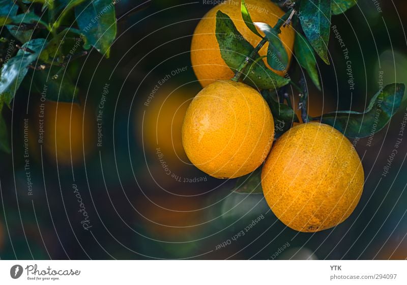 Orangenhaut Lebensmittel Frucht Ernährung Bioprodukte Slowfood Umwelt Natur Pflanze Schönes Wetter Baum Blatt Blüte Grünpflanze Nutzpflanze exotisch hängen