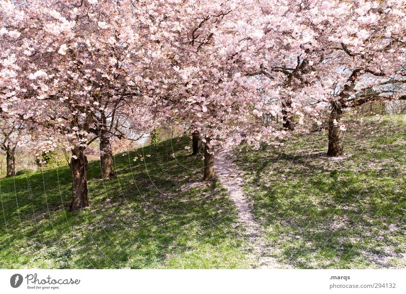 In voller Blüte Ausflug Natur Landschaft Pflanze Frühling Schönes Wetter Baum Kirschblüten Kirschbaum Park Wiese Blühend Duft frisch neu schön rosa Gefühle
