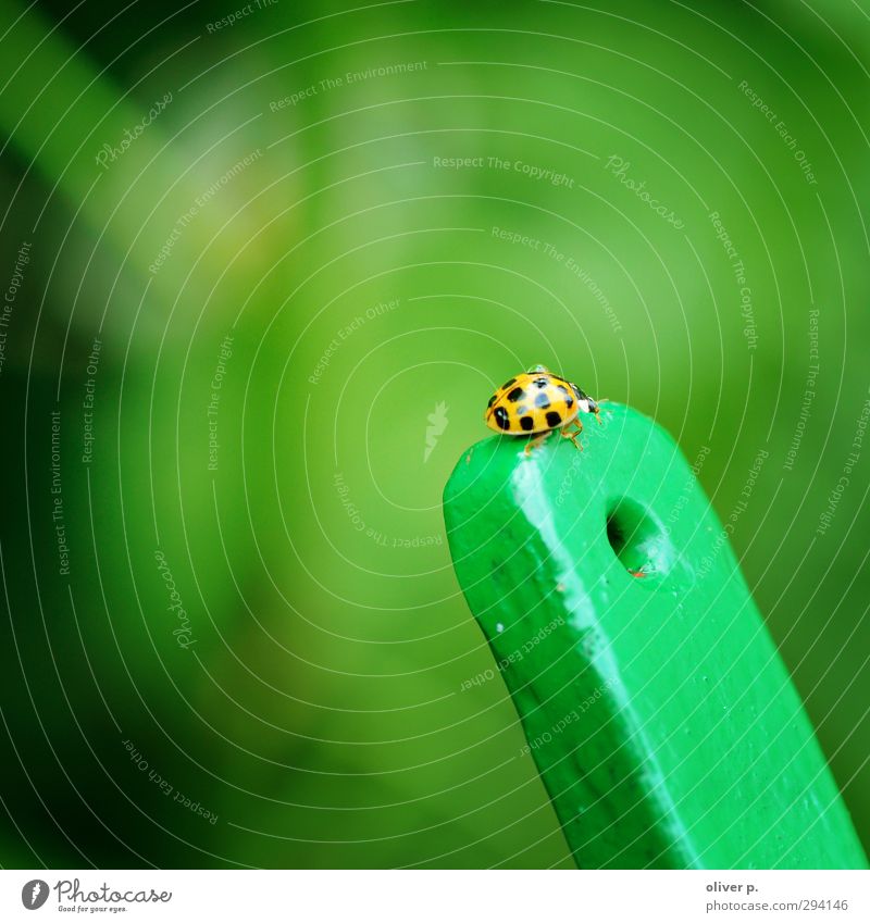 gipfelstürmer Käfer 1 Tier Mut Ausdauer Abenteuer Natur Ziel Marienkäfer Insekt Glücksbringer Bokeh grün Farbfoto Außenaufnahme Nahaufnahme Makroaufnahme