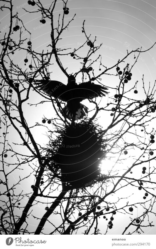 rabenschwarz Umwelt Natur Pflanze Tier Himmel Sonne Baum Vogel Flügel 1 bauen fliegen bedrohlich dunkel klug Angst Tod Krähe Rabenvögel Aaskrähe Nest Nestbau