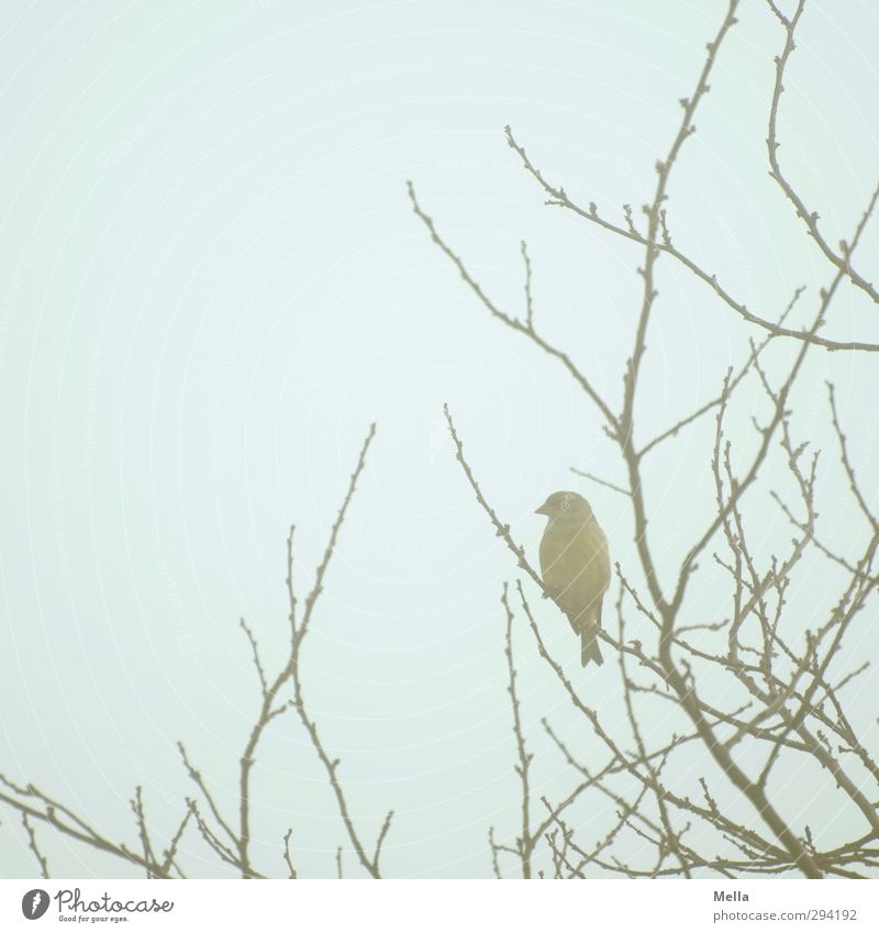 Vogelnebel Umwelt Natur Tier Himmel Nebel Pflanze Baum Geäst Ast Wildtier Singvögel Fink 1 hocken sitzen frei klein natürlich niedlich blau Freiheit analog