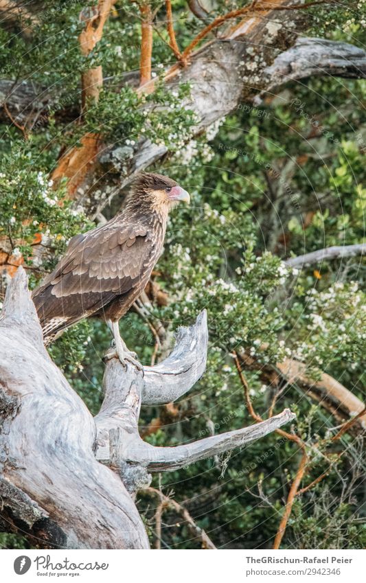 Cara Cara - Falken Tier 1 ästhetisch Vogel fliegen gefiedert Baum beobachten Schnabel Metallfeder Krallen Greifvogel Farbfoto Außenaufnahme Menschenleer