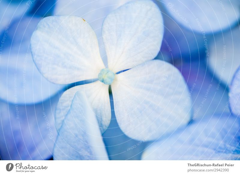 Hortensie Pflanze blau weiß violett bläulich Blume Detailaufnahme ästhetisch Farbverlauf Strukturen & Formen Farbfoto Außenaufnahme Makroaufnahme