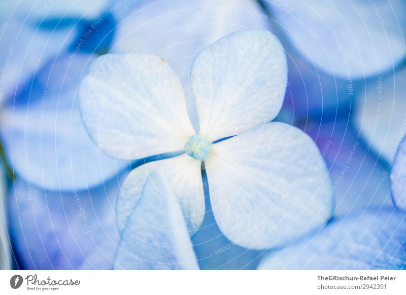 Hortensie Pflanze blau weiß violett Hortensienblüte Blume Detailaufnahme Farbverlauf Strukturen & Formen Farbe Farbfoto Außenaufnahme Makroaufnahme
