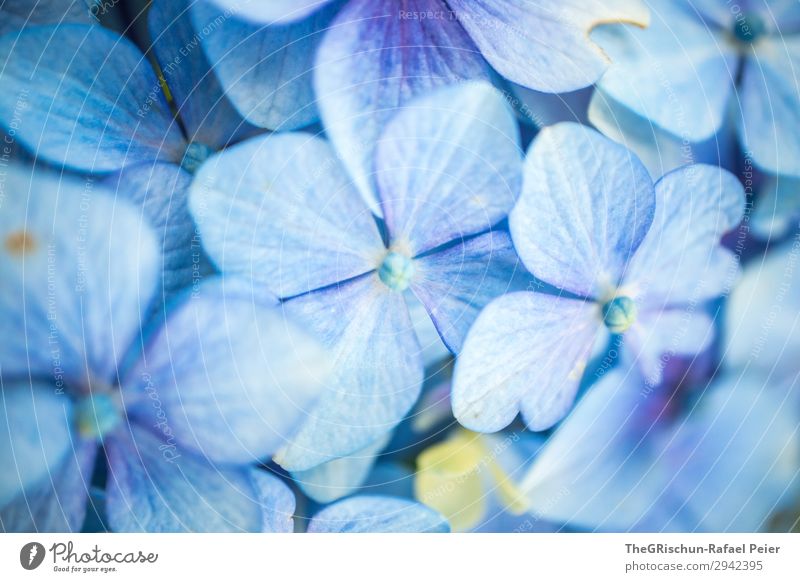 Hortensie Pflanze blau weiß Blüte Blume Schwache Tiefenschärfe Detailaufnahme Makroaufnahme Strukturen & Formen Farbfoto Außenaufnahme Menschenleer