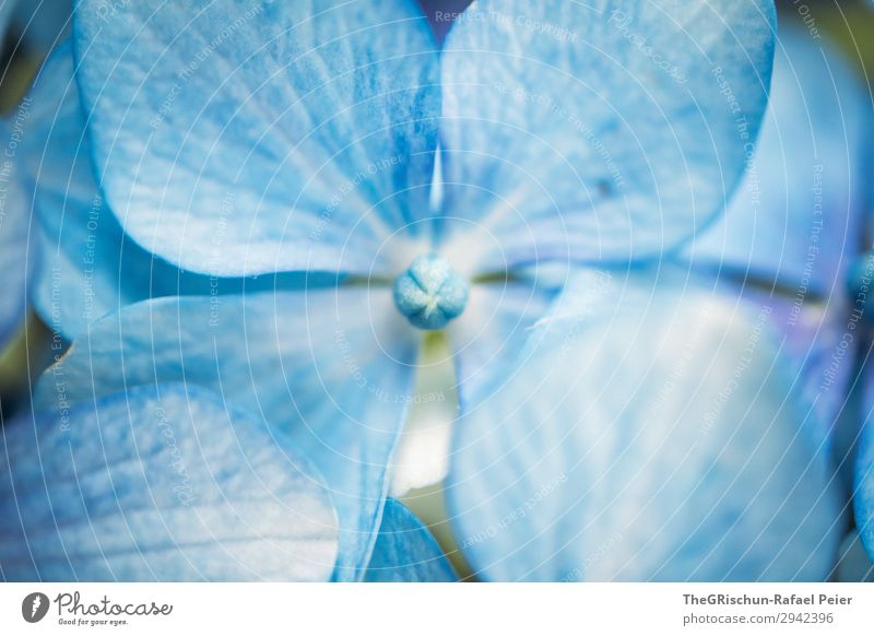 Hortensie Pflanze blau weiß Blüte Blume Außenaufnahme Natur Strukturen & Formen Farbverlauf Farbfoto Detailaufnahme Makroaufnahme Menschenleer Textfreiraum oben