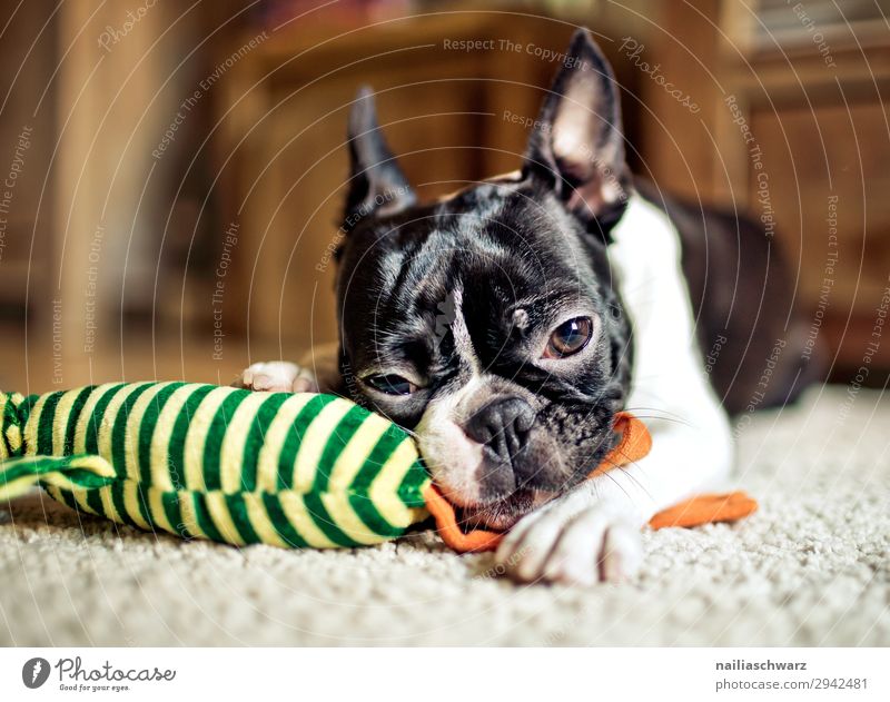 Boston Terrier Portrait Lifestyle Häusliches Leben Wohnung Tier Haustier Hund 1 Spielzeug Stofftiere Teppich beobachten festhalten genießen liegen Spielen