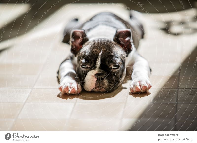 Boston Terrier Welpe Tier Haustier Hund französische Bulldogge 1 Tierjunges beobachten Erholung liegen Blick schlafen träumen Traurigkeit niedlich Zufriedenheit