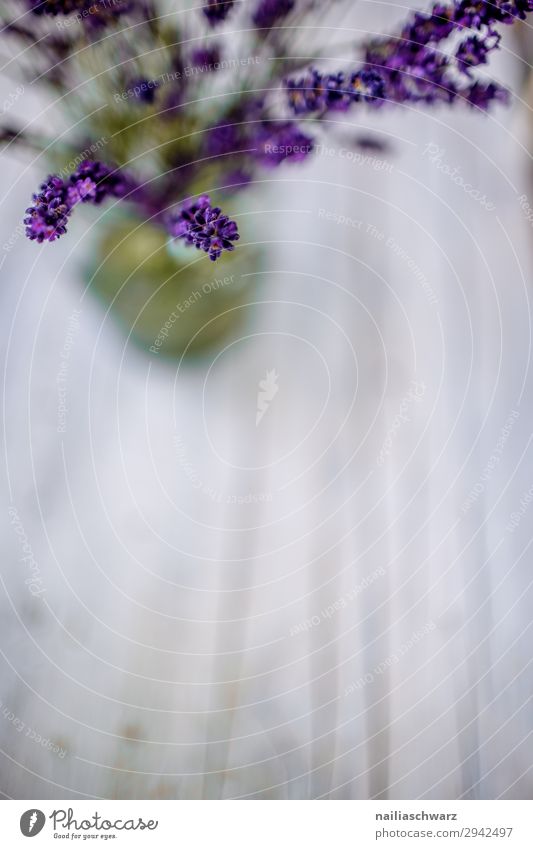 Lavender Stillleben Sommer Pflanze Blume Lavendel Vase Blumenstrauß Duft einfach natürlich schön grau grün violett Romantik friedlich Idylle rein Farbfoto