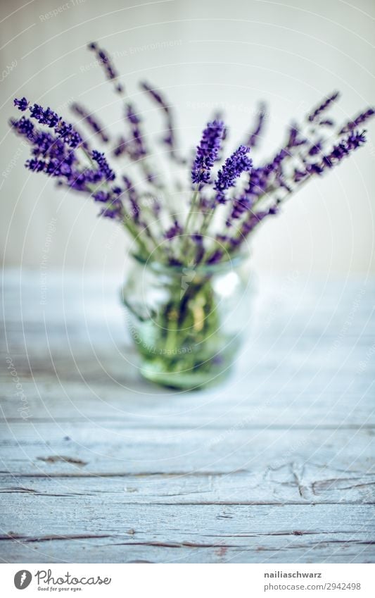 Stillleben mit Lavendel Lifestyle Pflanze Blume Grünpflanze Nutzpflanze Vase Glas Blumenstrauß Duft elegant natürlich schön grau grün violett Frühlingsgefühle