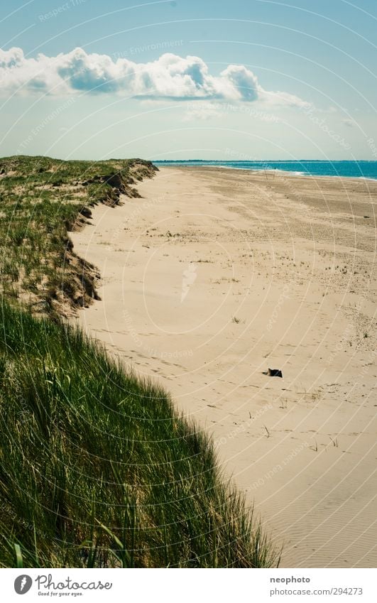 Strandwetter Landschaft Sand Luft Wasser Himmel Wolken Frühling Sommer Herbst Schönes Wetter Gras Küste Nordsee Düne blau gold grün Einsamkeit Menschenleer