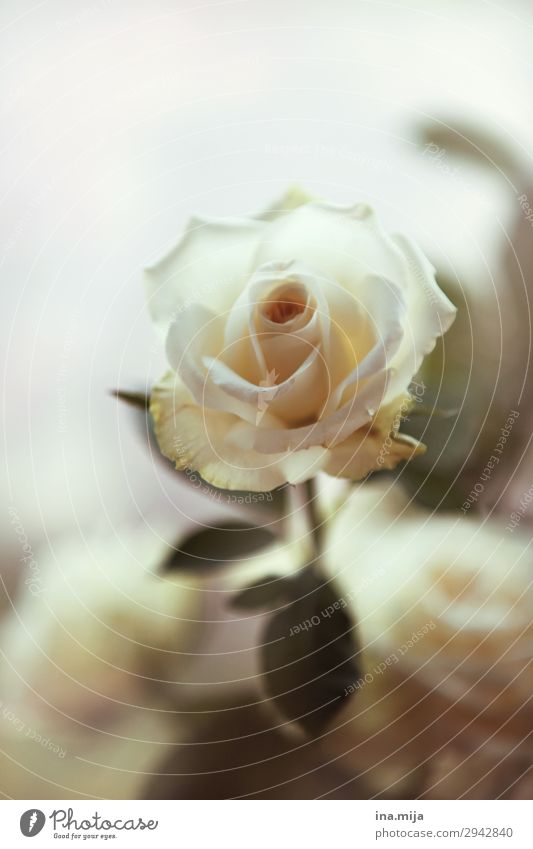 Weiße Schönheit Umwelt Natur Pflanze Frühling Sommer Blume Rose Blatt Blüte Zeichen Blühend ästhetisch Duft elegant Freiheit Frieden Hoffnung Liebe Liebesaffäre