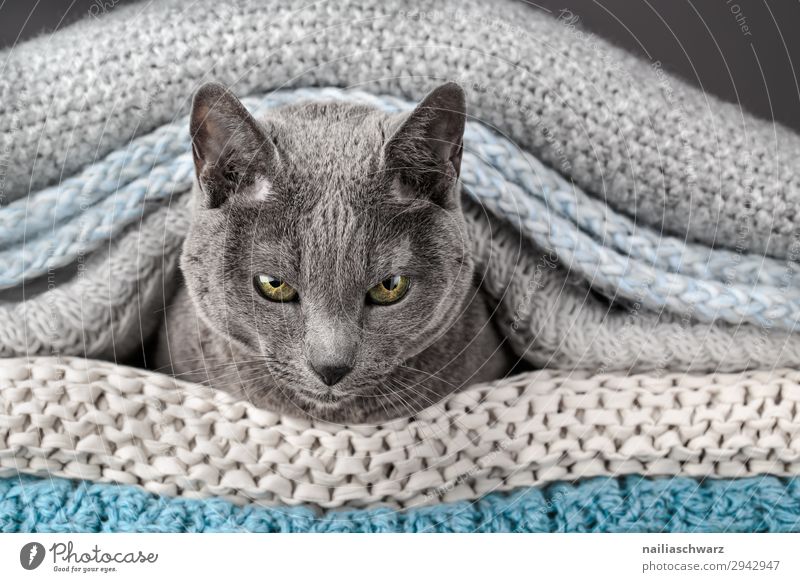 Russisch Blau Katze elegant Erholung Häusliches Leben Wohnung Tier Haustier Tiergesicht 1 Decke Seil beobachten Kommunizieren liegen Blick warten Neugier