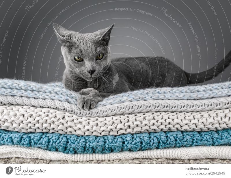 Russisch Blau Katze elegant Erholung Winter Tier Haustier 1 Decke Strickdecke Strickmuster beobachten liegen frech kuschlig lustig Neugier niedlich weich blau