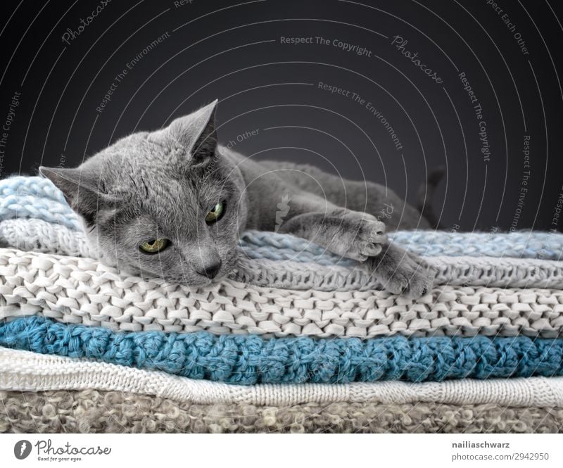 Russische Blau Katze elegant Stil Erholung stricken Häusliches Leben Wohnung Tier Haustier Tiergesicht Pfote russisch blau 1 Decke Strickdecke beobachten Blick