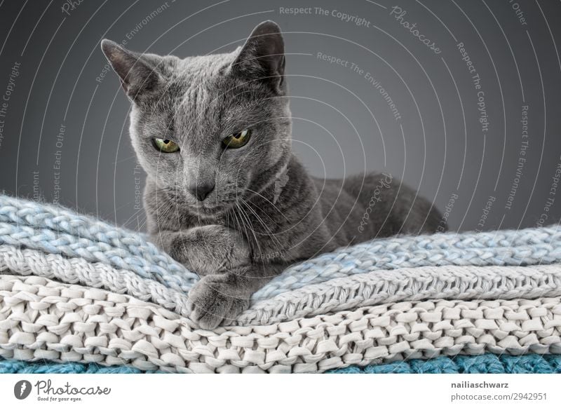 Russisch blau Katze elegant Erholung stricken Häusliches Leben Wohnung Tier Haustier russisch blau katze 1 Decke Textilien Strickmuster beobachten Blick